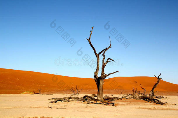 沙漠中死去的树木和沙丘