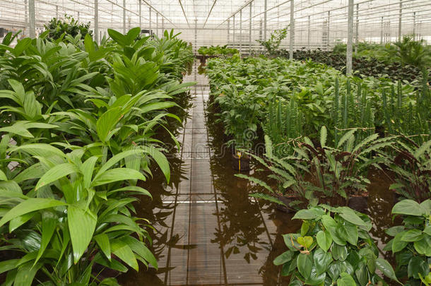 水培苗圃植物