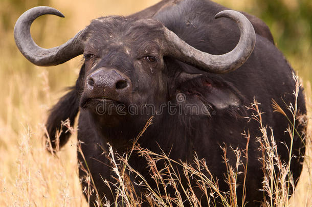 非洲水牛：危险在附近