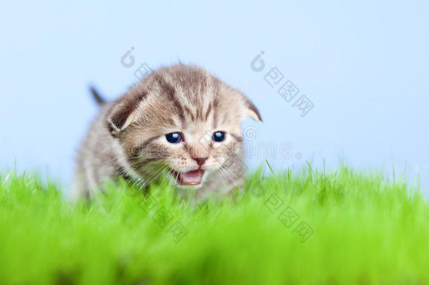 苏格兰斑猫在草地上喵喵叫