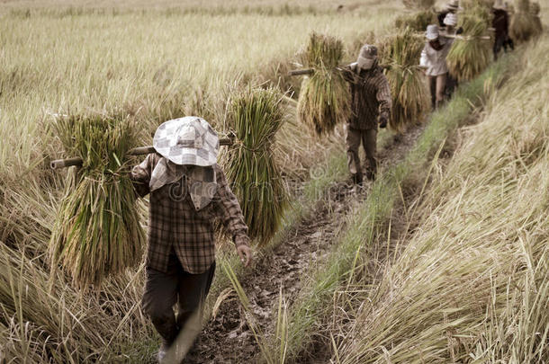 农民搬运收割的水稻