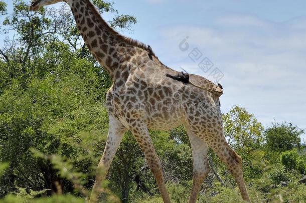 乌姆福洛齐野生动物保护区的长颈鹿