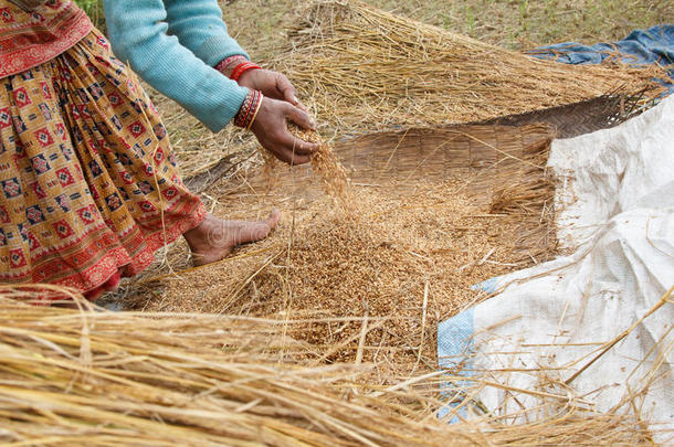 从尼泊尔博卡拉的<strong>水稻</strong>植株中移除<strong>水稻</strong>