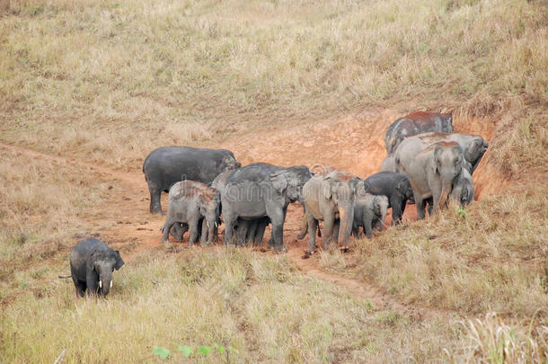 khao yai国家公园的亚洲象群