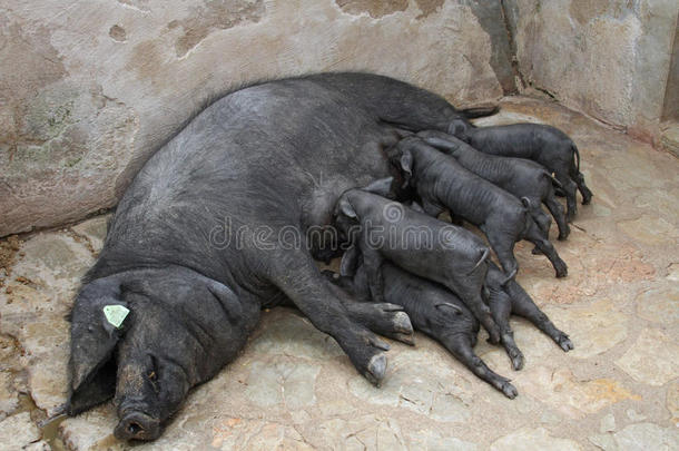 伊比利亚黑母猪