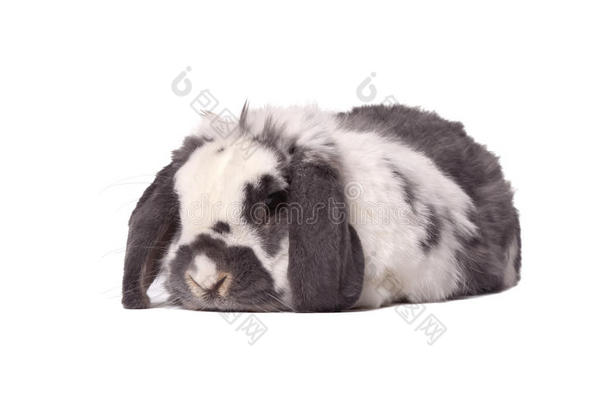 可爱的灰白色兔子躺下来
