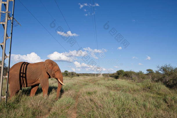 电线下的非洲象