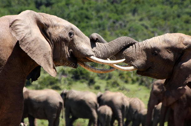 两只大象公牛在南非打仗