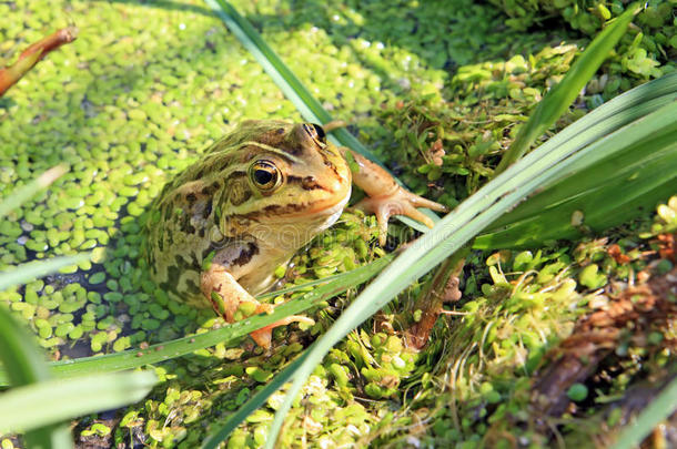 沼泽中的青蛙