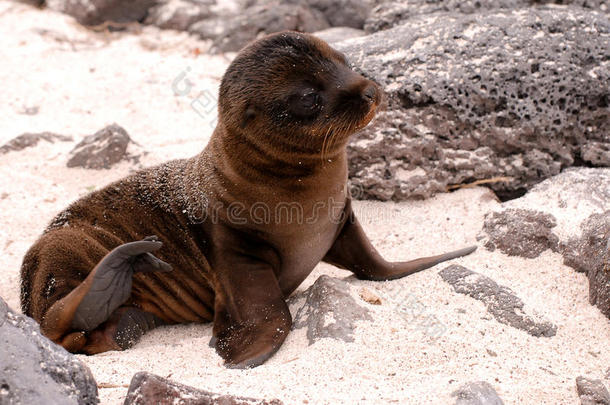加拉帕戈斯群岛上晒太阳的海豹宝宝
