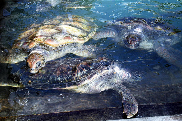 海龟养殖场