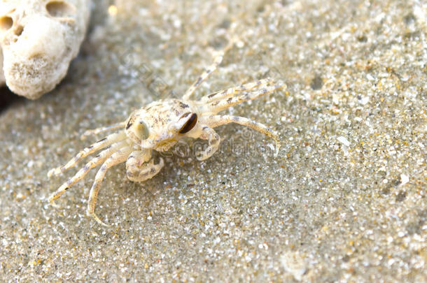 海滩上的小螃蟹