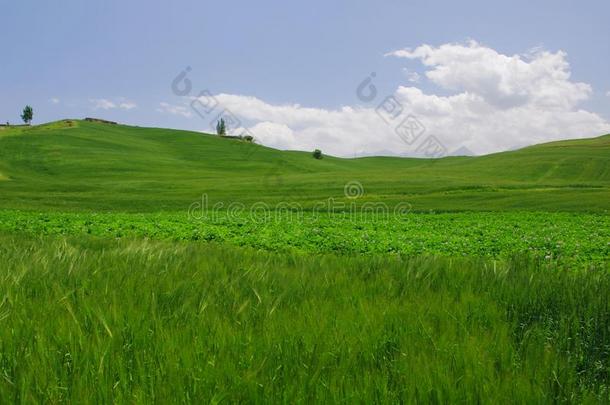 江布拉克草原