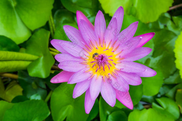 紫粉色莲花上的一只蜜蜂