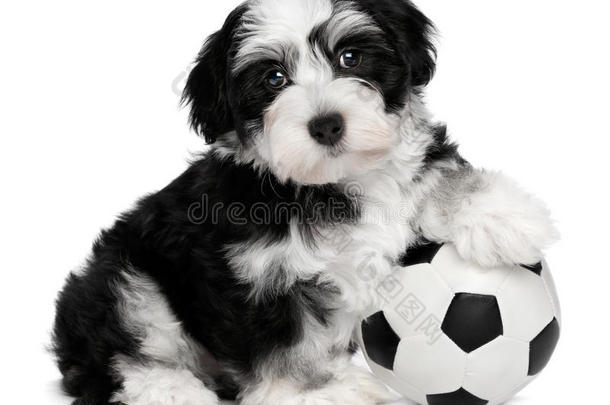 可爱的哈瓦那小狗足球