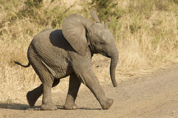 南非非洲象宝宝