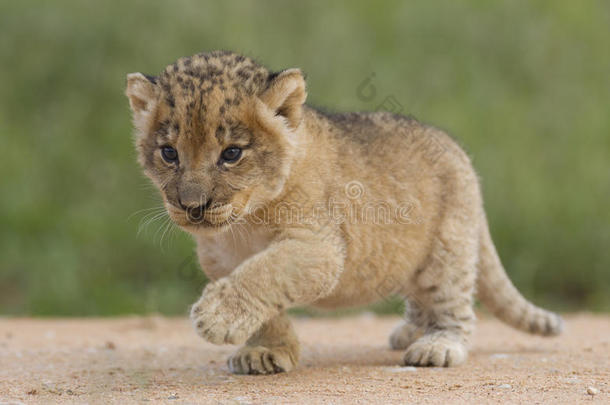小狮子，南非
