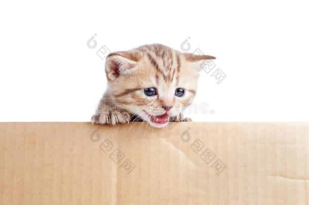 用纸板<strong>箱</strong>包装的苏格兰英国小猫宝宝