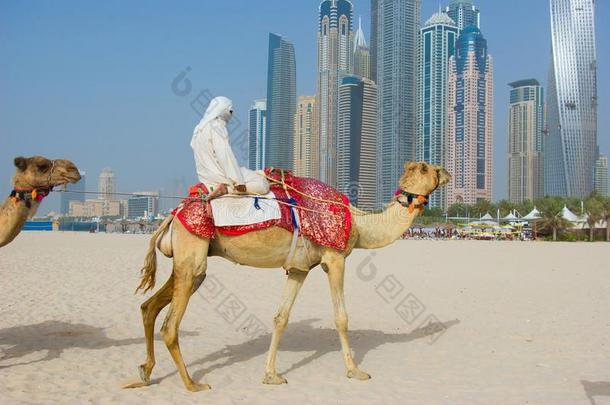 迪拜骆驼在镇上的替罪羊