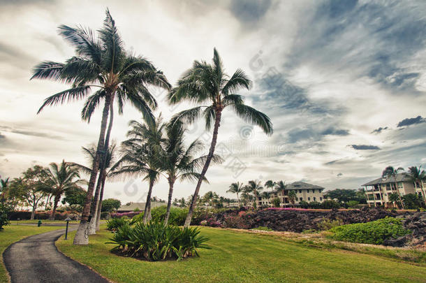 夏威夷的棕榈树和热带风光