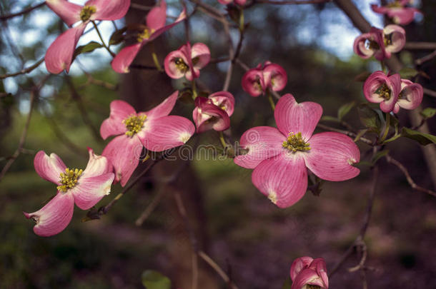 佛罗里达山茱萸（开花山茱萸）