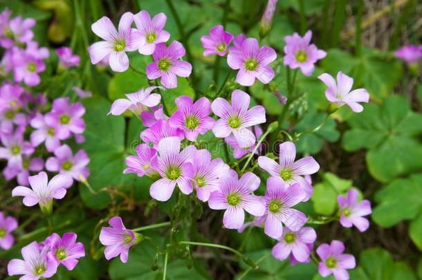 粉草酸（伞<strong>房</strong>草酸）