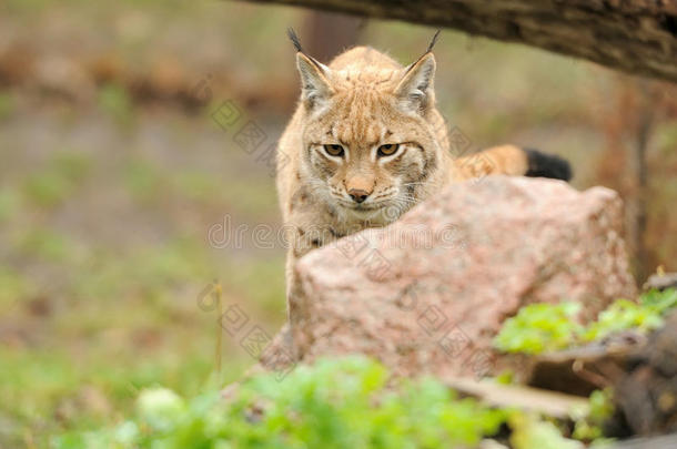 小山猫