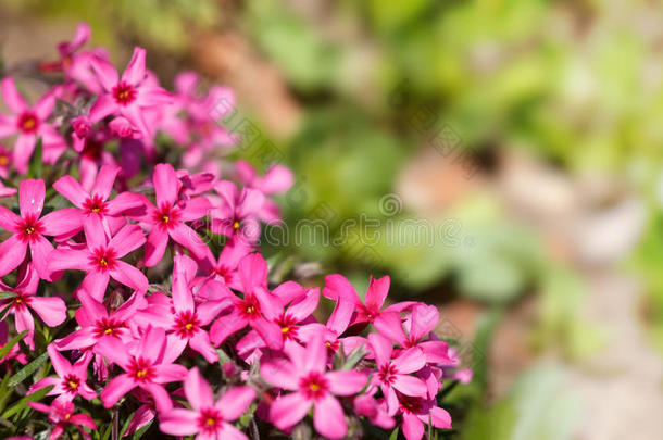 春天花园里开满粉红色花朵的植物