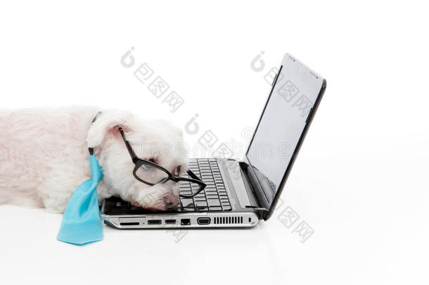 劳累过度的狗睡觉电脑笔记本