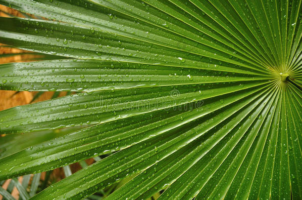 热带带雨滴的棕榈叶