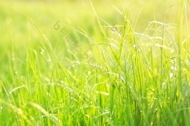 青翠葱郁的小草
