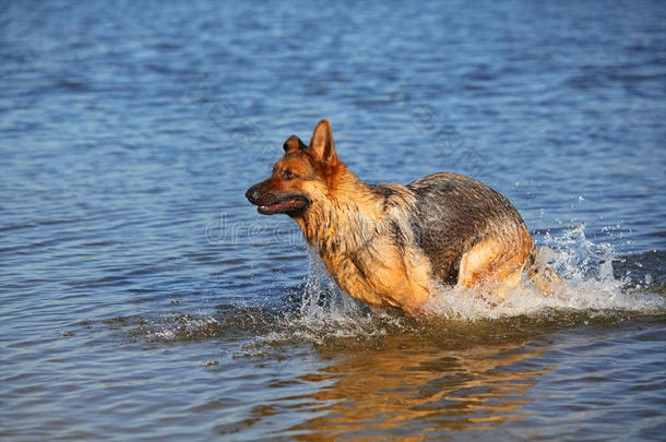 水中的牧羊犬