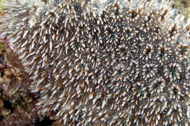 红海的珊瑚纹理。