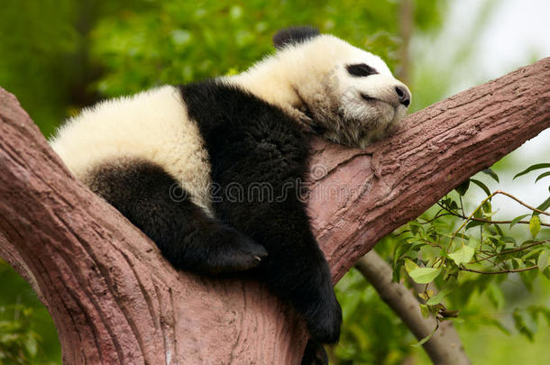 熟睡的大<strong>熊猫</strong>宝宝