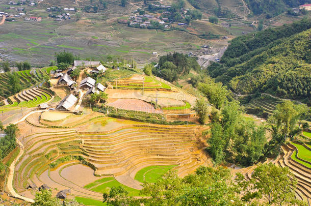 苗族村寨的水稻