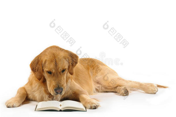 金毛猎犬看书