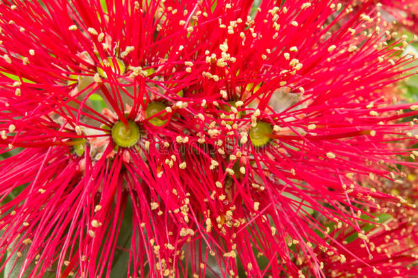新西兰圣诞树pohutukawa的特写花朵