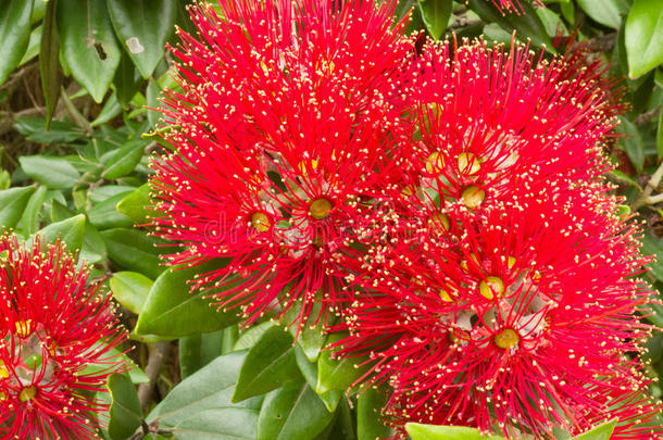 新西兰圣诞树pohutukawa的特写花朵