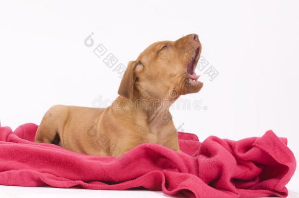 可爱的小狗在粉色毯子上嚎叫
