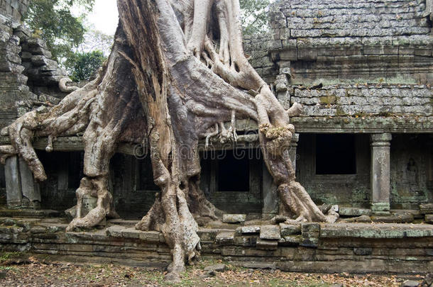 柬埔寨柏汗寺破坏树