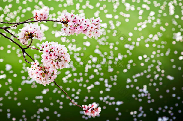 樱花落在花瓣上