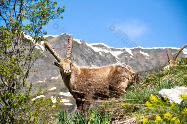 万诺瓦兹香槟附近的<strong>野山</strong>羊