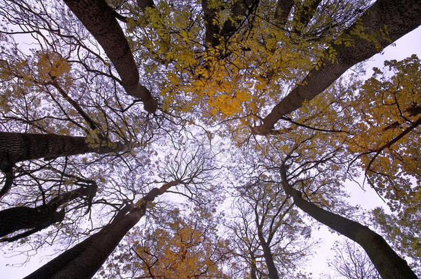 秋天秋天的树木，色彩鲜艳，天空湛蓝
