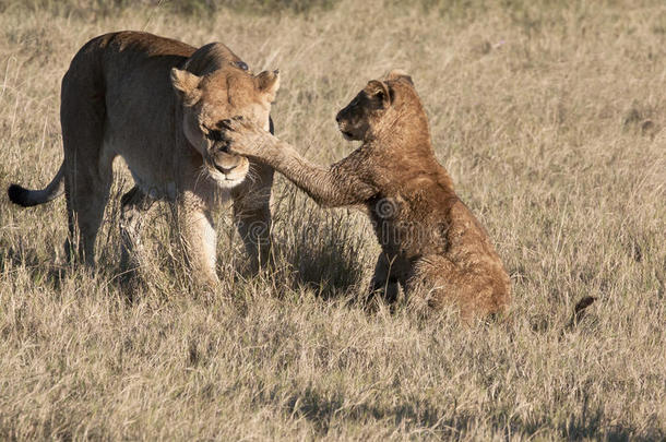 幼狮拍打母狮