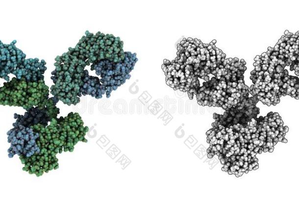 免疫球蛋白g（igg1，抗体）分子