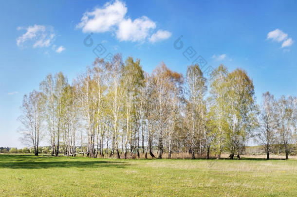 小白桦林的夏日<strong>美景</strong>