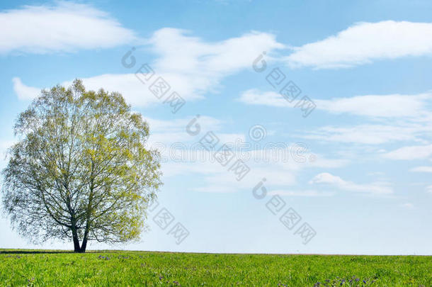 蓝天映衬下的孤独树夏季景观