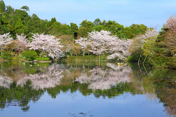 京都樱花