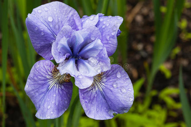蓝色虹膜花雨滴花园弗吉尼亚
