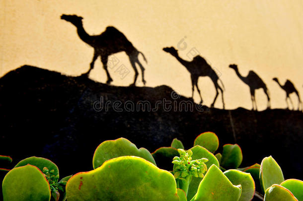 沙漠仙人掌和骆驼